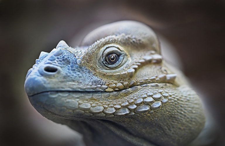 Iguana Tercer Ojo